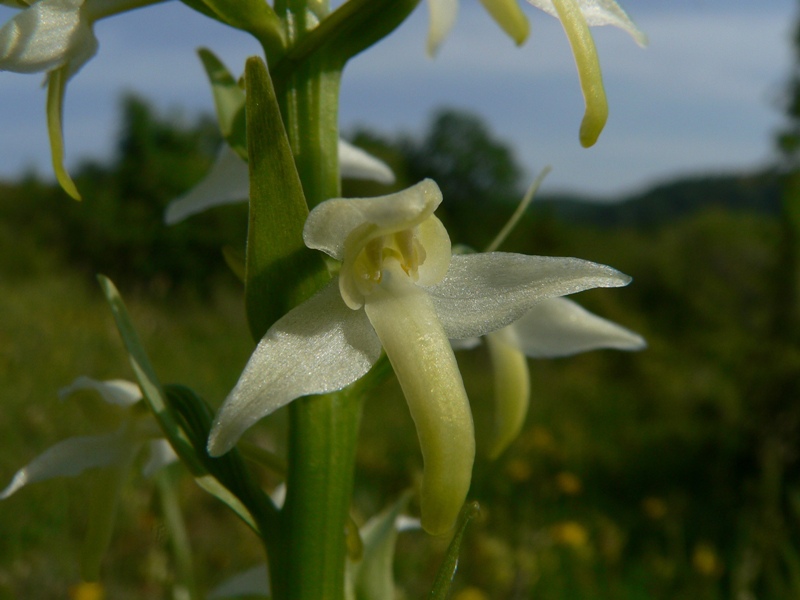 Platanthera bifolia